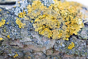 Lichen on a tree