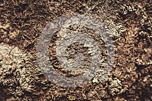 Lichen on tree bark