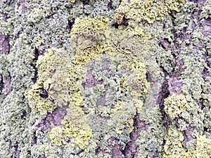 Lichen on tree bark