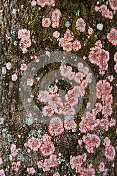 Lichen on tree bark