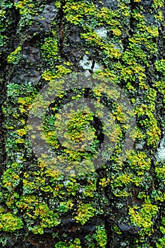 Lichen on tree bark