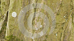 Lichen tree bark close-up shot in April photo