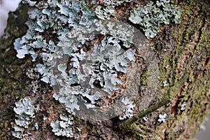 Lichen on the tree bark detail - forest edition