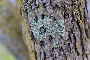 Lichen on tree bark, light green rough texture