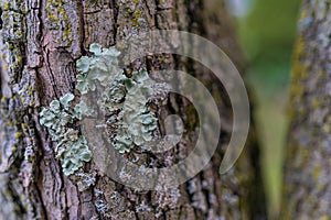 Lichen on tree bark, light texture side