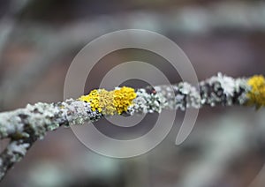 Lichen on tree branch in wild forest photo