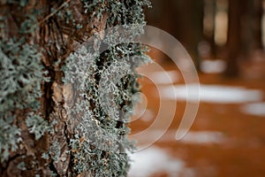 Lichen tree close-up