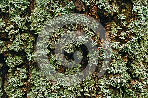 Lichen on Tree Close Up View