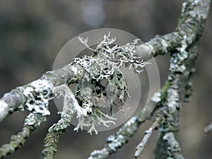 Lichen