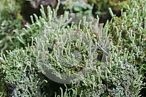 Lichen on tree stump macro