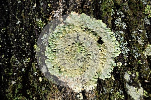 Lichen on tree trunk