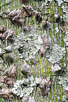 Lichen on a tree trunk.