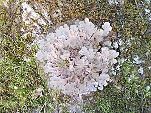 Lichen on a Tree Trunk background