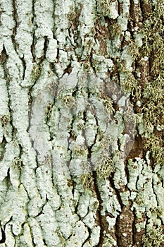 Lichen on a trunk