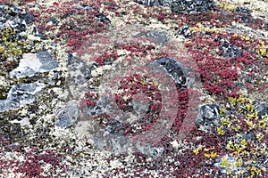 Lichen and tundra vegetation
