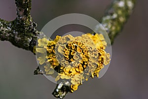 Lichen twig