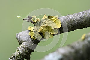 Lichen twig photo