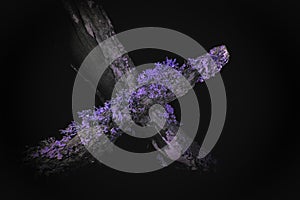 Lichen in Ultraviolet