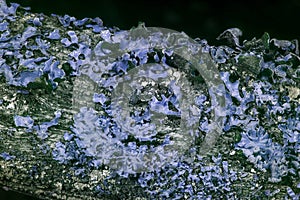 Lichen in ultraviolet