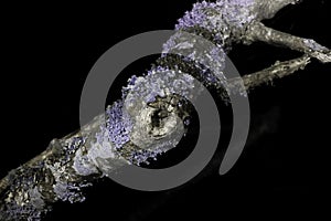 Lichen in ultraviolet