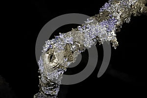 Lichen in ultraviolet