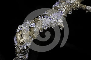 Lichen in ultraviolet