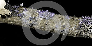 Lichen in ultraviolet