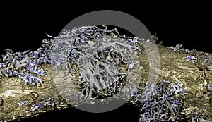 Lichen in ultraviolet