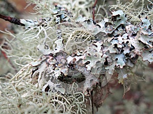 Lichen up Close