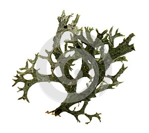 Lichen in a white background.