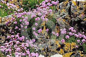 Lichen and Wild Flowers on a Coastal Rock Wall