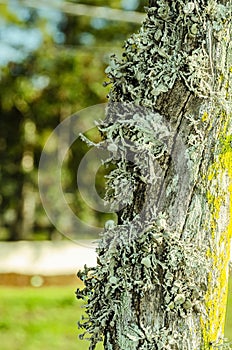 Lichen On Wirefence Post