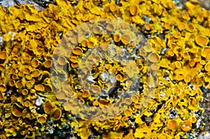 Lichen, wood, old wood, parasite,yellow, symbiosis, forest, rocky, rocks, Lichenes