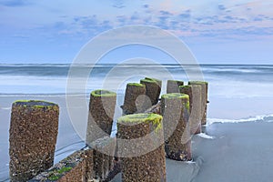 Lichen Wood Pilings Beach South Carolina SC