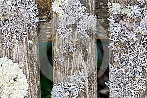 Lichen on wood slats closeup
