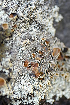 Lichen Xanthoparmelia Somloensis conspersa.