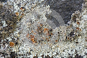 Lichen Xanthoparmelia Somloensis conspersa.