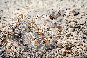 Lichen Xanthoparmelia Somloensis conspersa.