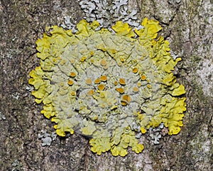 Lichen Xanthoria parientina on aspen tree bark macro, selective focus