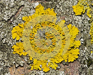 Lichen Xanthoria parientina on aspen tree bark macro, selective focus