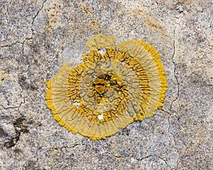 Lichen Xanthoria parientina on rocks macro, selective focus