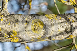 Lichen Xanthoria polycarpa onaspen tree