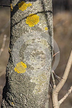 Lichen Xanthoria polycarpa onaspen tree