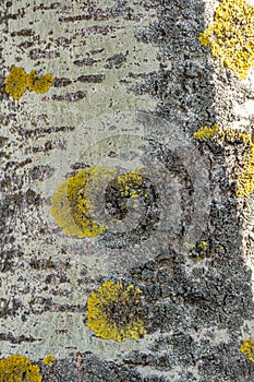 Lichen Xanthoria polycarpa onaspen tree