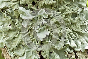 Lichen â€“ Parmotrema