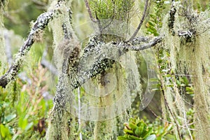 Lichened branches in the mountain rainforest, Tanzania