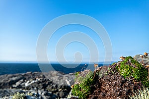 Lichened stones at the Atlantic Coast, Ireland