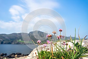 Lichened stones and flowers at the Atlantic Coast, Ireland