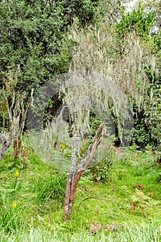 Lichened tree in the mountain rainforest, lichens on trees in Tanzania, Africa