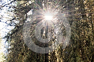 Lichened trees in the mountains of italy with sunlight